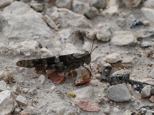Pallid-winged Grasshopper, Kimble County, TX, USA, photo 9 of 10