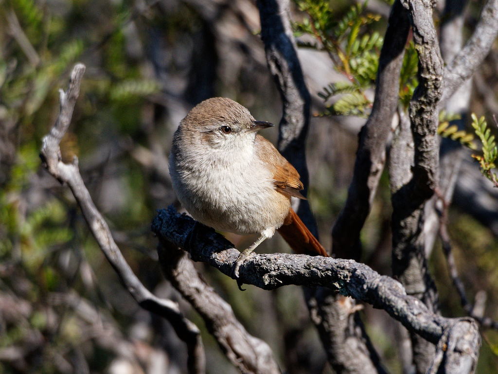 Steinbach's Canastero photo