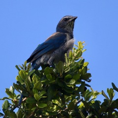 Aphelocoma coerulescens