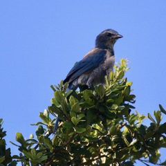 Aphelocoma coerulescens