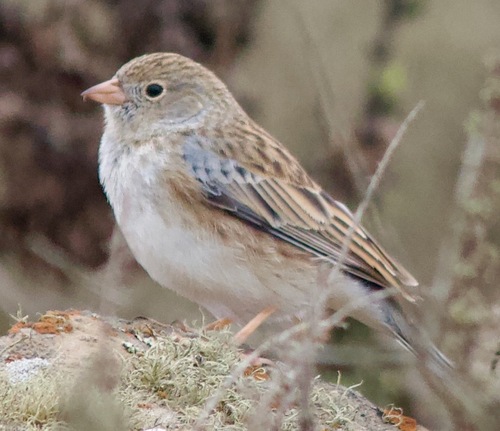Band-tailed Sierra Finch (Rhopospina alaudina), photo 10