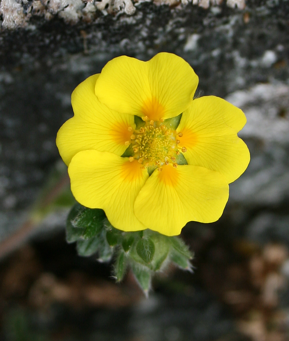 Potentilla