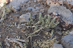 Mortonia utahensis