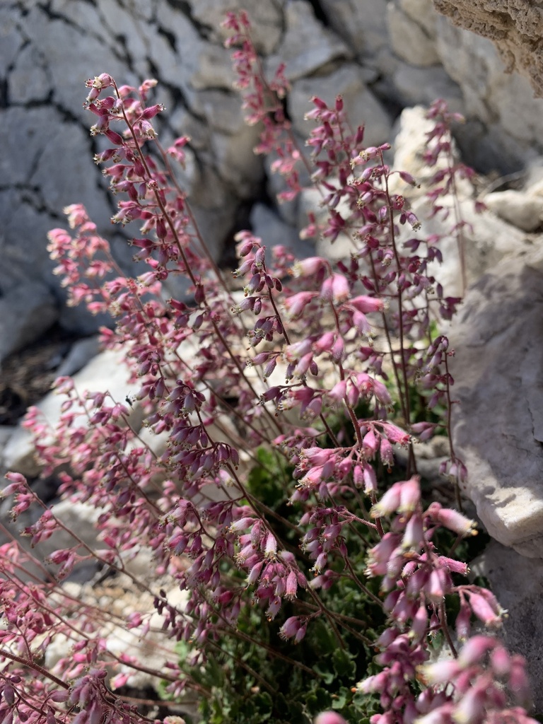 parish's alumroot