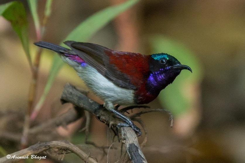 Crimson-backed Sunbird (Leptocoma minima) photo