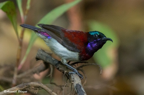 Crimson-backed Sunbird
