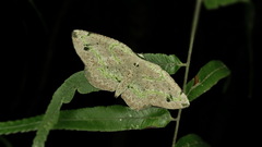 Drepanogynis rakotobe