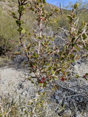 Castela peninsularis