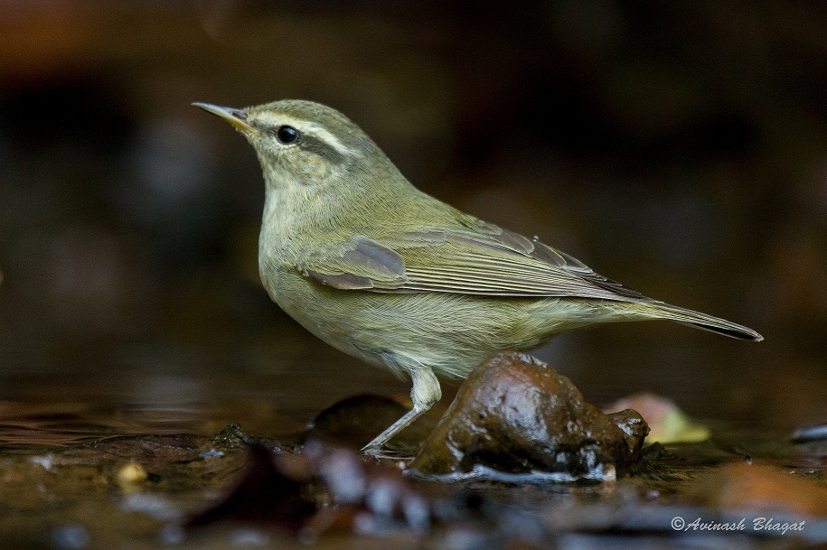 Tytler's Leaf Warbler