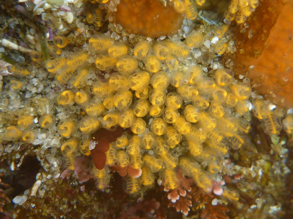 Yellow Social Ascidian