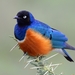 Superb Starling - Photo (c) mikeloomis, some rights reserved (CC BY-NC), uploaded by mikeloomis