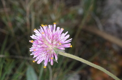 Gomphrena pulchella