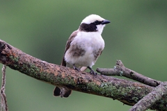 Eurocephalus ruppelli