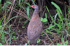 Pternistis rufopictus