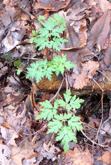 Phacelia bipinnatifida