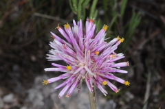 Gomphrena pulchella