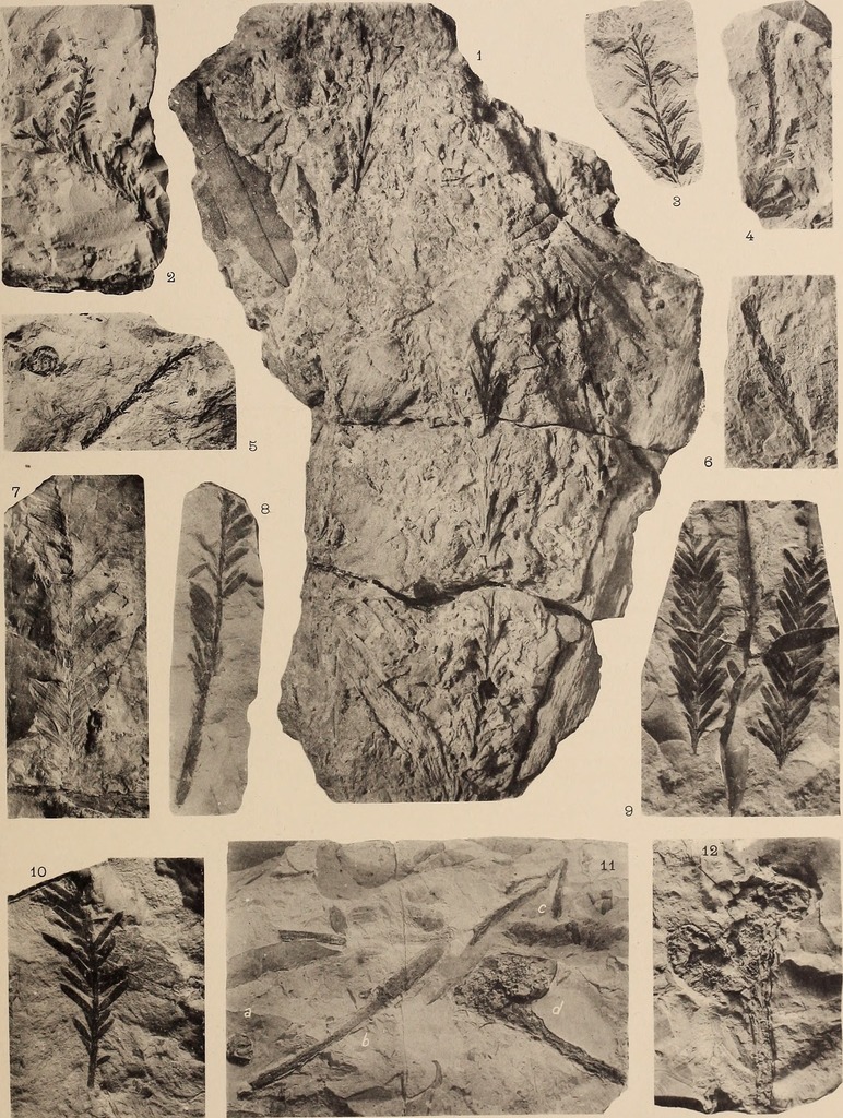 Sabalites suessionensis