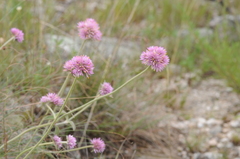 Gomphrena pulchella