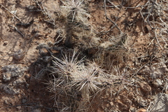 Cylindropuntia multigeniculata