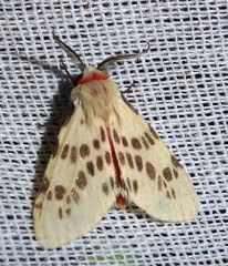 Lemyra ypsilon