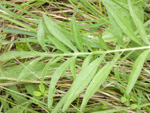 Didžiagalvė bajorė nuotrauka