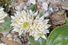 Gomphrena pulchella