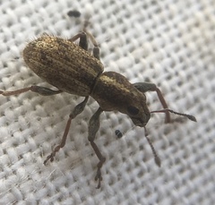 Andrion regensteinense