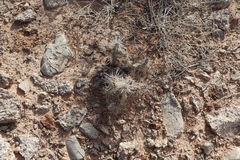 Cylindropuntia multigeniculata