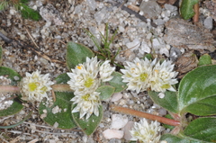 Guilleminea densa