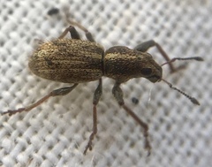 Andrion regensteinense