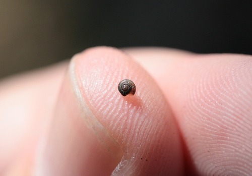 Pinhead Spot Snail