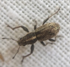 Andrion regensteinense