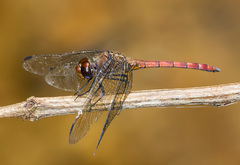 Elasmothemis cannacrioides