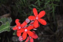 Oxypetalum coccineum
