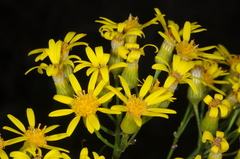 Senecio pampeanus