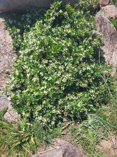Daphne kurdica, photograph 1