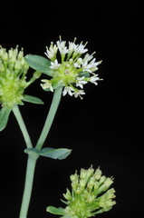 Acicarpha tribuloides