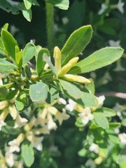 Daphne kurdica, photograph Jacek Pietruszewski, CC BY, iNaturalist via GBIF