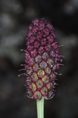 Eryngium ebracteatum