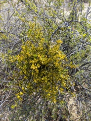 Phoradendron brachystachyum