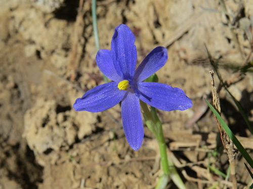 Image of Pontederia Australasica (Pontederia australasica) by (c) coenobita, some rights reserved (CC BY)