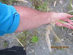 Poa anceps