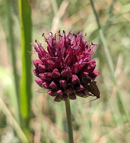 Allium sphaerocephalon