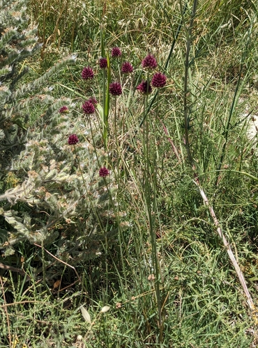 Allium sphaerocephalon