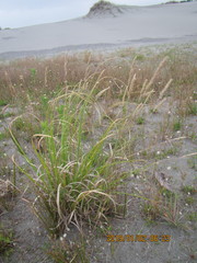 Poa anceps
