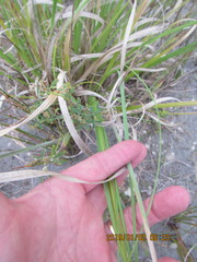 Poa anceps
