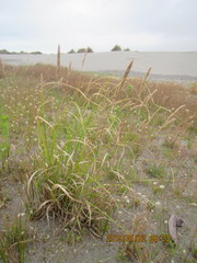 Poa anceps