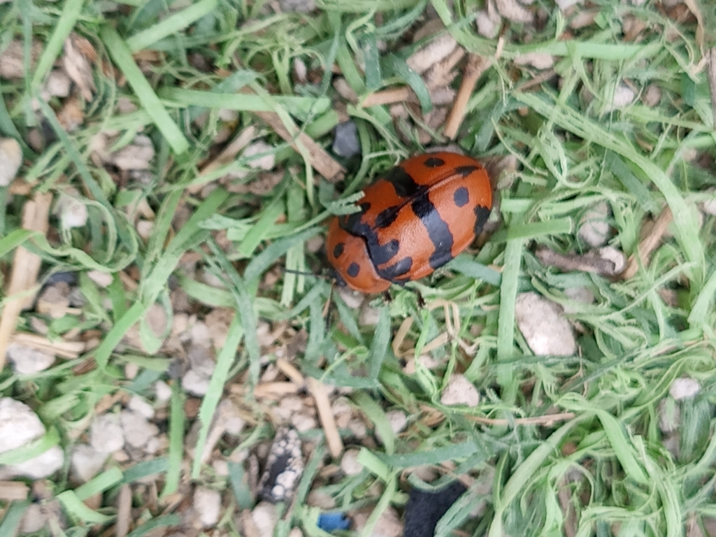 Ogdoecosta fasciata