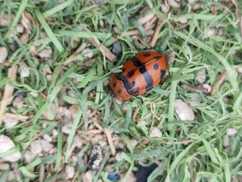 Ogdoecosta fasciata