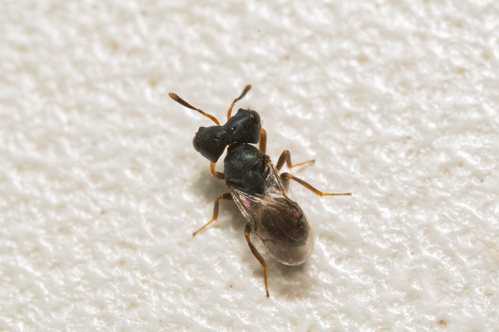 Cratomus megacephalus